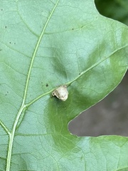 Macrodiplosis majalis