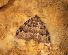 Triphosa dubitata