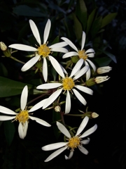 Brachyglottis kirkii