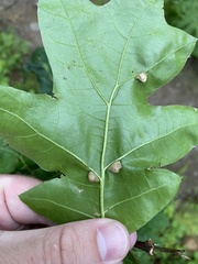 Macrodiplosis majalis