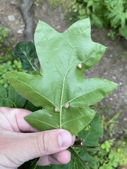 Macrodiplosis majalis