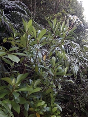 Brachyglottis kirkii