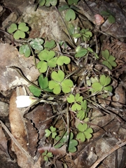 Oxalis magellanica