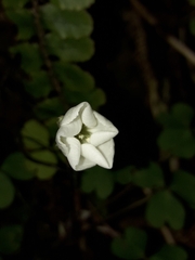 Oxalis magellanica