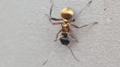 Polyrhachis rufifemur