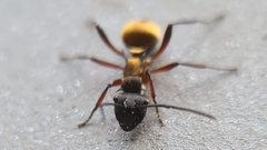 Polyrhachis rufifemur
