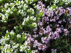 Thymus vulgaris