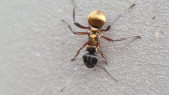 Polyrhachis rufifemur