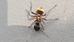 Polyrhachis rufifemur