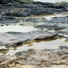 Calidris alpina