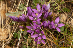 Gentianella anisodonta