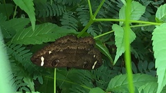 Erebus hieroglyphica