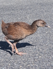 Gallirallus australis australis