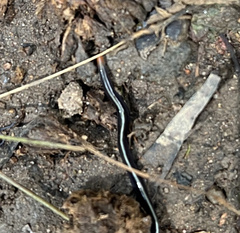Caenoplana