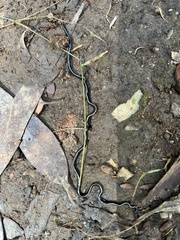 Caenoplana