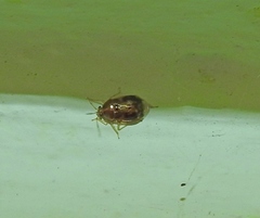 Deraeocoris