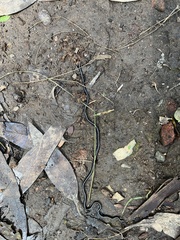 Caenoplana