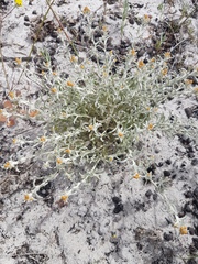 Helichrysum cylindriflorum