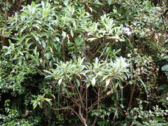 Brachyglottis kirkii