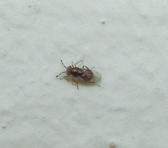 Encyrtinae