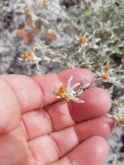 Helichrysum cylindriflorum