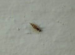 Graphopsocus