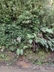 Brachyglottis kirkii