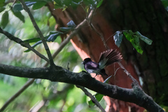 Terpsiphone atrocaudata