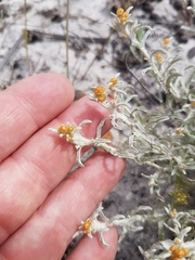 Helichrysum cylindriflorum