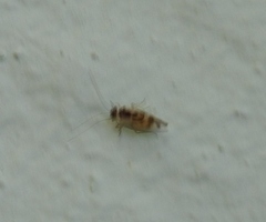 Graphopsocus