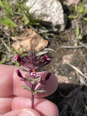 Parentucellia latifolia