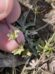 Parentucellia latifolia