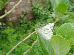 Appias libythea
