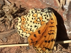Melitaea arduinna