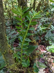 Podochilus australiensis