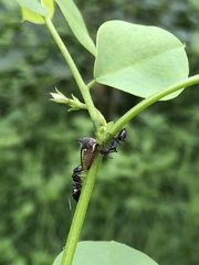 Camponotus compressus