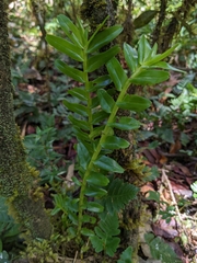 Podochilus australiensis