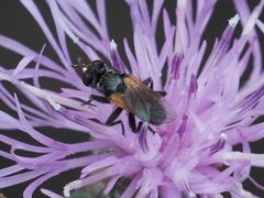 Thecophora