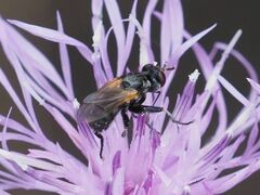 Thecophora