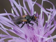 Thecophora
