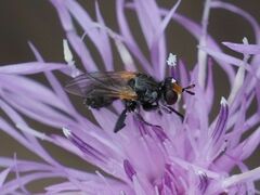 Thecophora