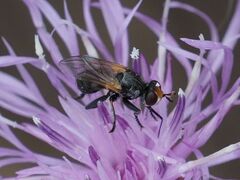Thecophora