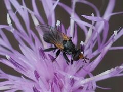 Thecophora