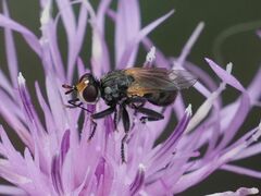 Thecophora