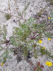 Dasispermum