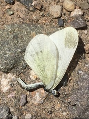Dismorphiinae