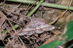 Hypospila bolinoides
