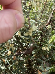 Melichrus urceolatus