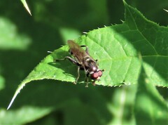 Chalcosyrphus nemorum