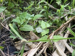 Leptosia nina